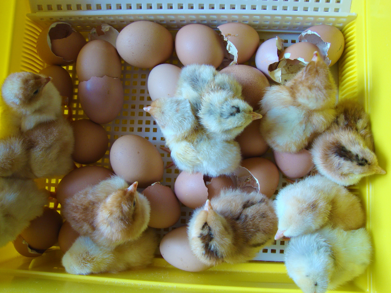 Brooder setup for baby chicks